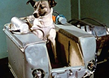 Uzayın İlk Kurbanı Laika’nın Gerçek Hikayesi Gidip dönmeyeceğini biliyorlardı