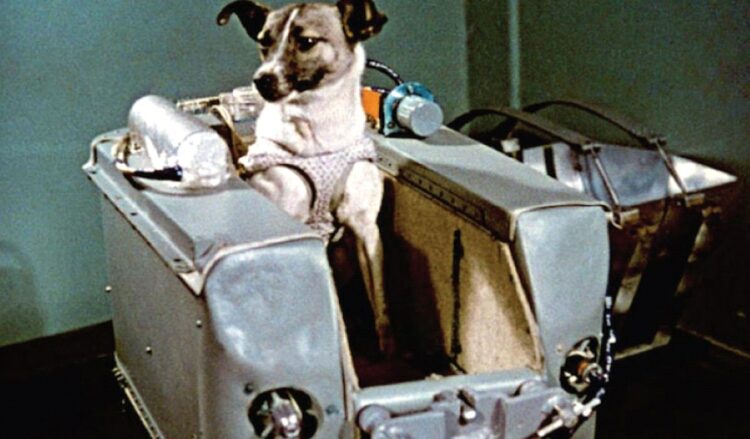 Uzayın İlk Kurbanı Laika’nın Gerçek Hikayesi Gidip dönmeyeceğini biliyorlardı